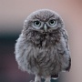 little owl